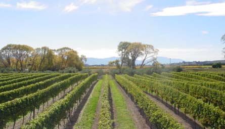 VineSmart - New Zealand Vineyard, Winery, Home, and Olive Grove For Sale - Marlborough, South Island, New Zealand  - Wine Real Estate